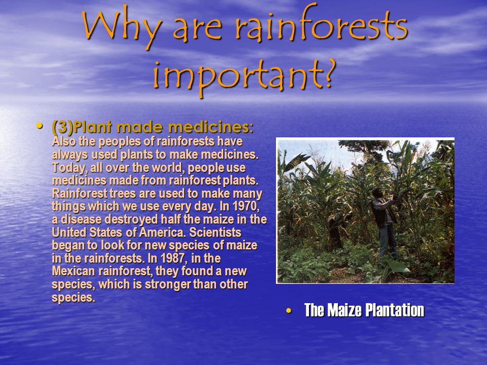 Why the rainforest of the world